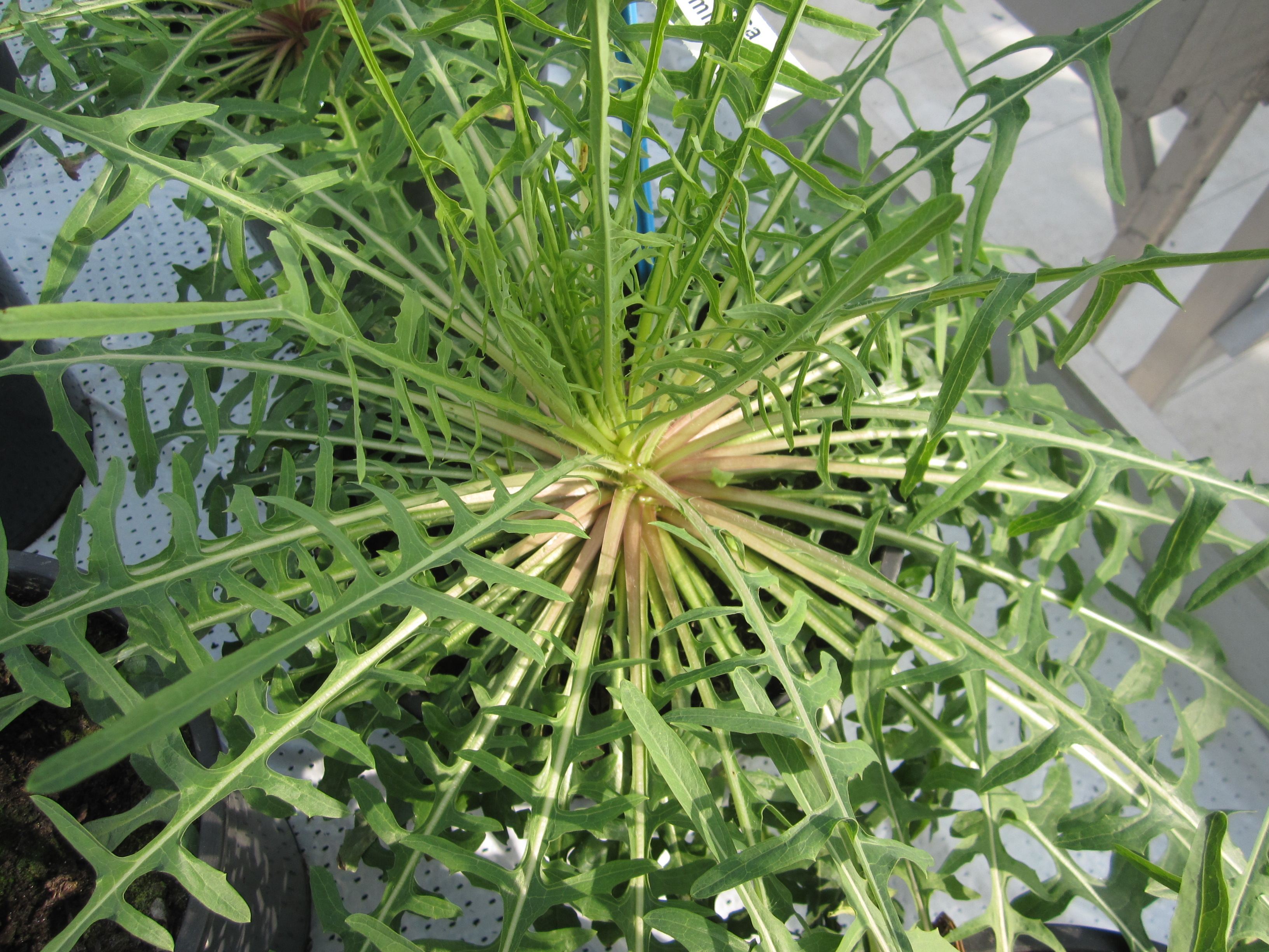 Lactuca viminea (L.) J. Presl & C. Presl subsp. viminea